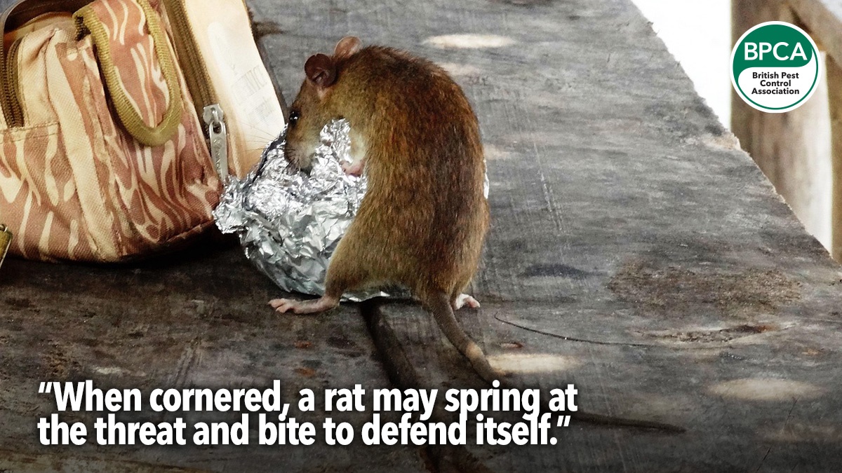 eight-risks-posed-by-pests-in-birmingham-bin-strikes-hero4 eight-risks-posed-by-pests-in-birmingham-bin-strikes-hero4